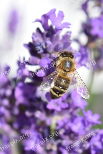 Bee Lavender Fertilize Sprinkle Summer