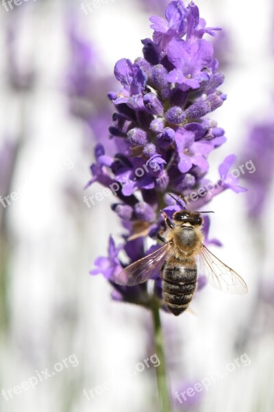 Bee Close Up Lavender Purple Summer