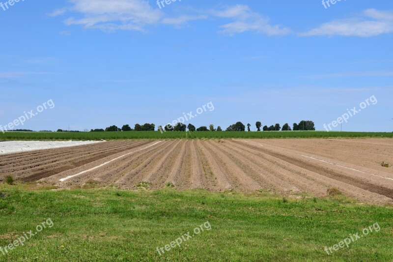 Asparagus Field Agriculture Summer Horizon Vision