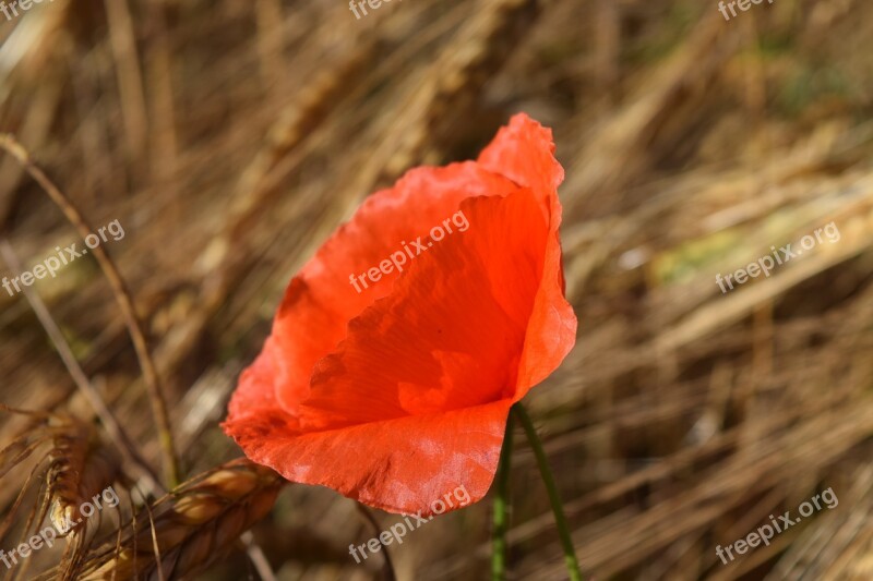 Poppy Cornfield Barley Field Close Up Red