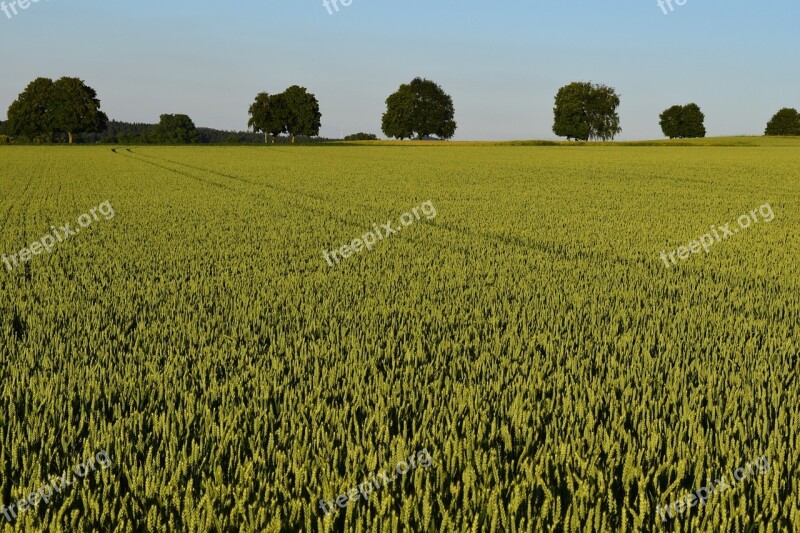 Agriculture Cornfield Summer Horizon Trees