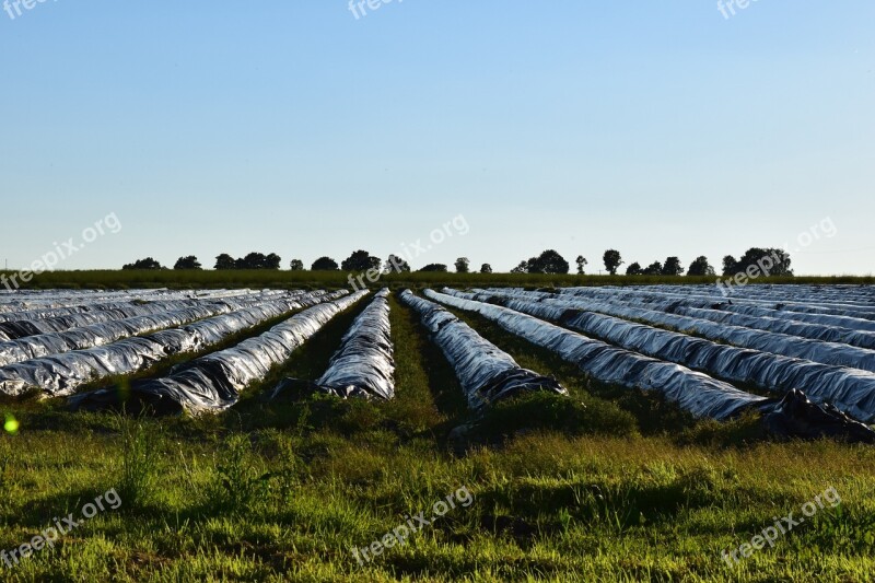 Asparagus Field Horizon Evening Agriculture Free Photos