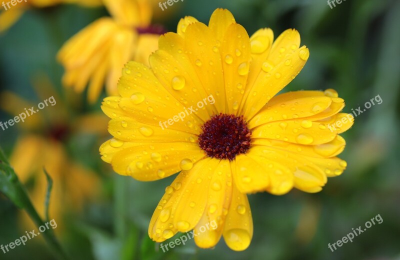 Marigold Calendula Blossom Bloom Gardening