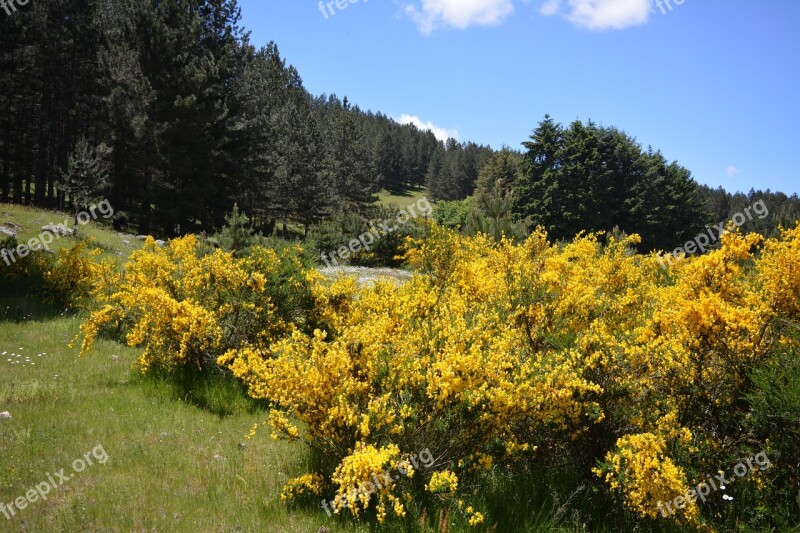 Brooms Flowers Nature Calabria Sila