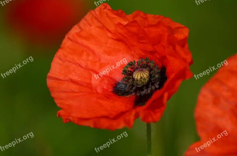 Poppy Field Of Poppies France Nature Flowers