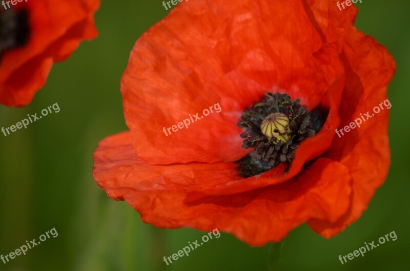 Poppy Field Of Poppies France Nature Flowers