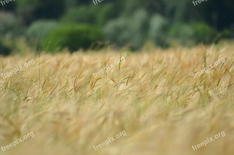 Barley Cereal Agriculture Healthy Food Power