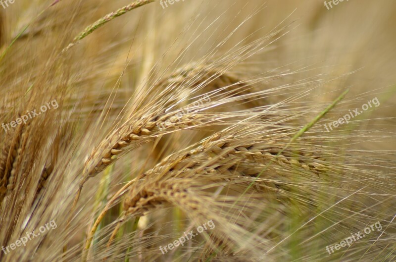 Barley Cereal Agriculture Healthy Food Power