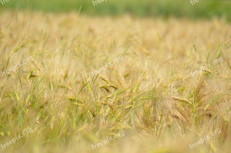 Barley Cereal Agriculture Healthy Food Power