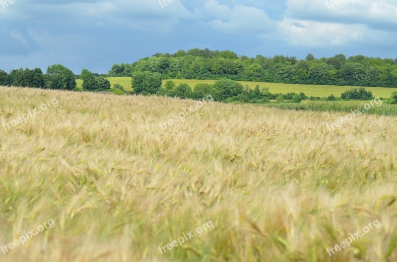 Barley Cereal Agriculture Healthy Food Power