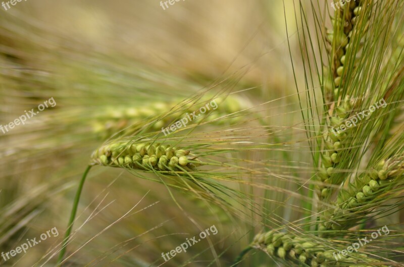 Barley Cereal Agriculture Healthy Food Power