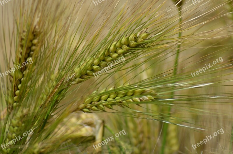 Barley Cereal Agriculture Healthy Food Power