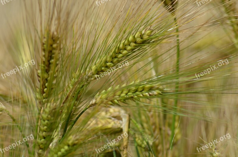 Barley Cereal Agriculture Healthy Food Power