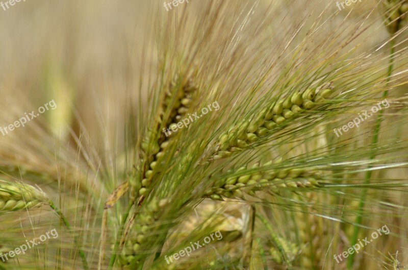 Barley Cereal Agriculture Healthy Food Power