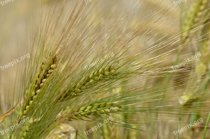 Barley Cereal Agriculture Healthy Food Power