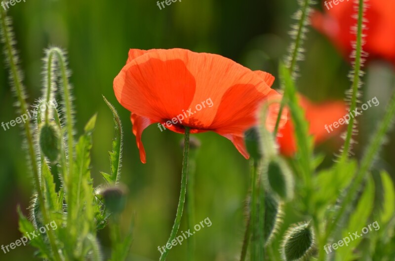 Poppy Field Of Poppies France Nature Flowers