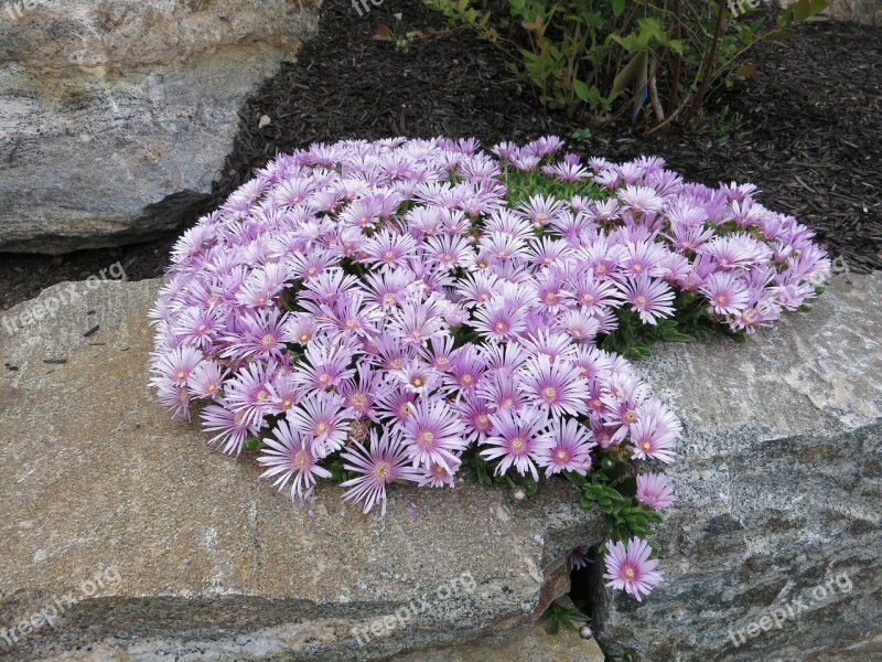 Ice Plant Aizoaceae Pink Free Photos