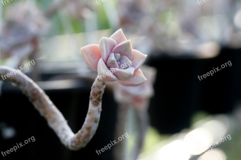 A Fleshy Plant Fleshy In This Cactus Garden Flowers