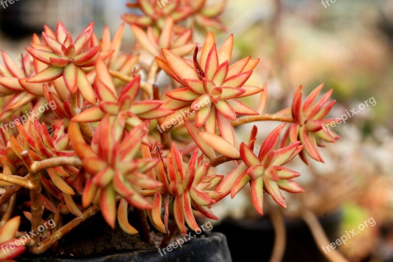 A Fleshy Plant Fleshy In This Cactus Garden Flowers