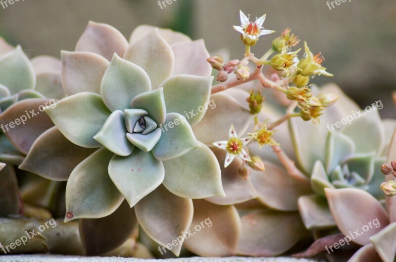 Succulent Plant Nature Flower Wild