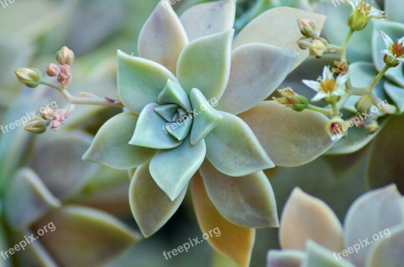 Succulent Plant Nature Flower Wild