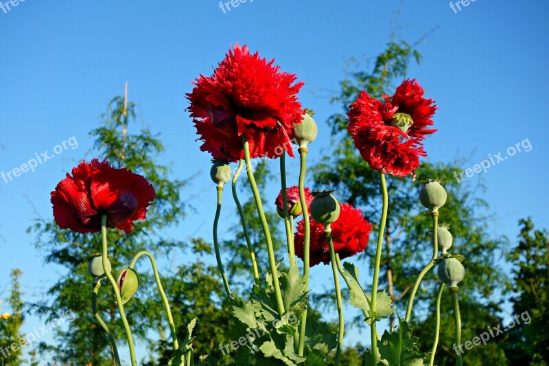 Poppy Papaver Plant Flower Papaveraceae