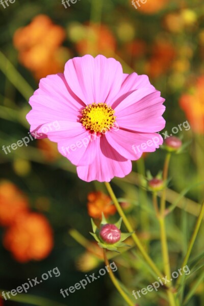 Flowers Cosmos Flowers Pink Open Free Photos