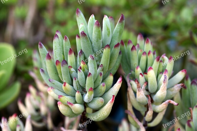 A Fleshy Plant Fleshy In This Cactus Garden Flowers