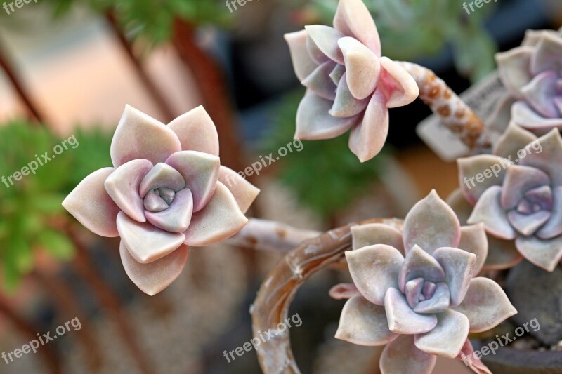 A Fleshy Plant Fleshy In This Cactus Garden Flowers