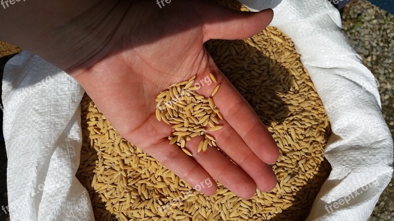 I Laugh Hand Agriculture Rice Field Italy