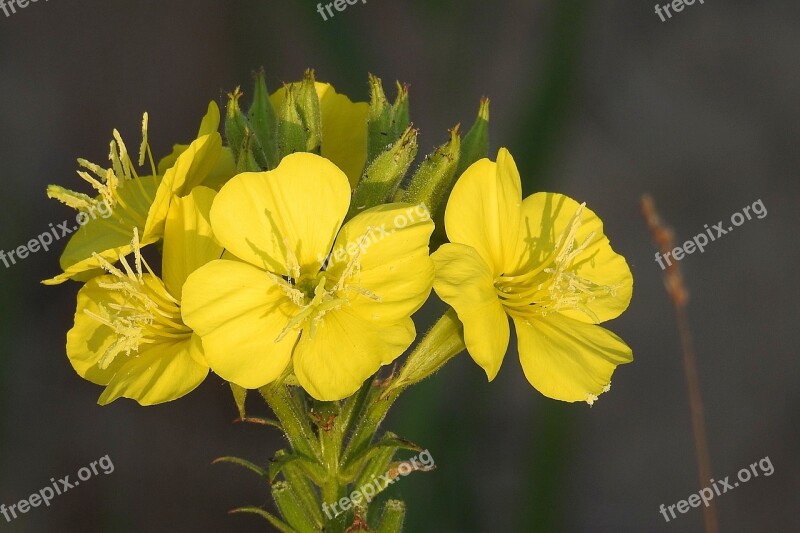 Pink Evening Primrose Wild Flower Yellow Yellow Flowers Wild Plant