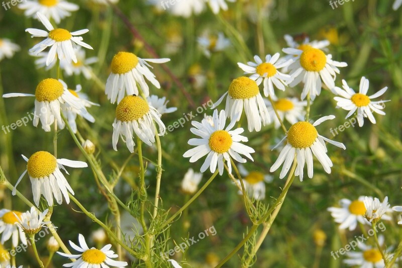 Chamomile Flowers Chamomile Blossoms Composites Nature