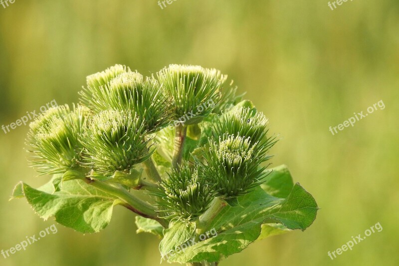 Hook And Loop Closure Green Plant Nature Summer