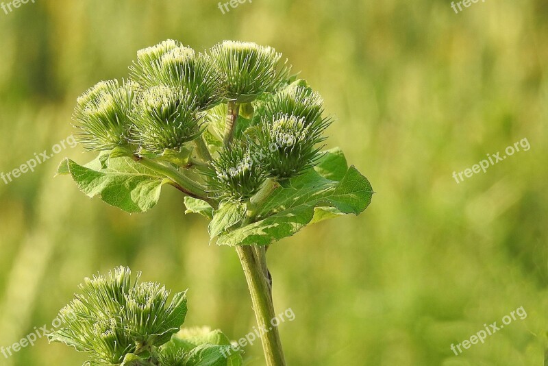 Klettenl Green Plant Nature Summer