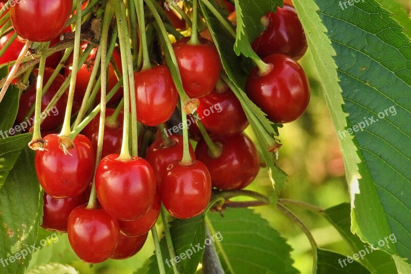 Cherries Wild Cherries Orchard Red Sweet