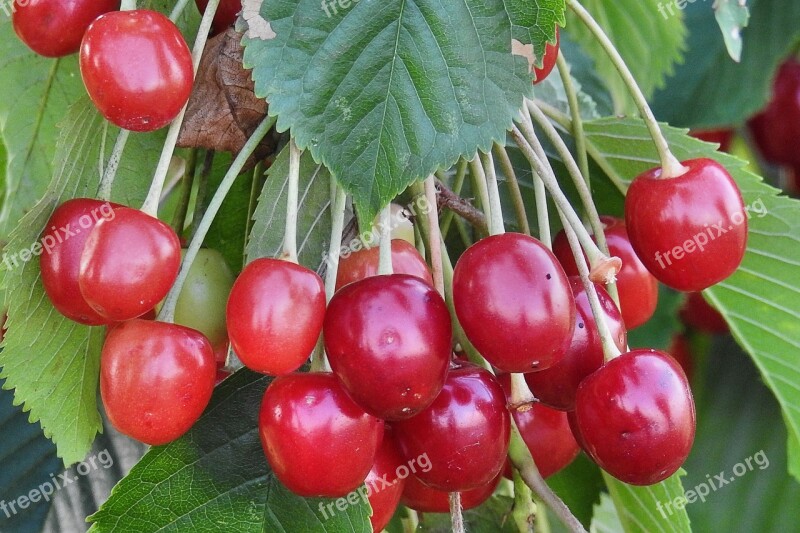 Cherries Wild Cherries Orchard Red Sweet