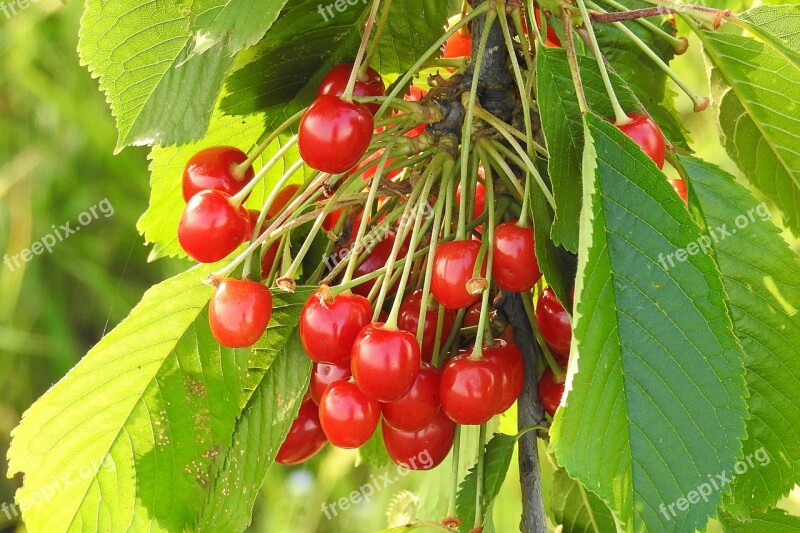 Cherries Wild Cherries Orchard Red Sweet