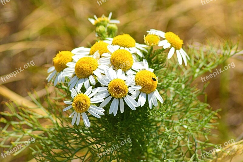 Chamomile Chamomile Blossoms Edge Of Field Medicinal Plant Summer