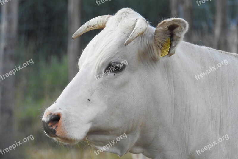 Cow Beef Pasture Horns Agriculture