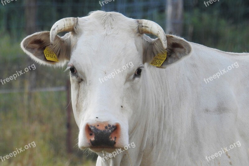 Cow Beef Pasture Horns Agriculture