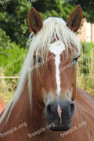 Horse Horse Head Pferdeportrait Animal Brown