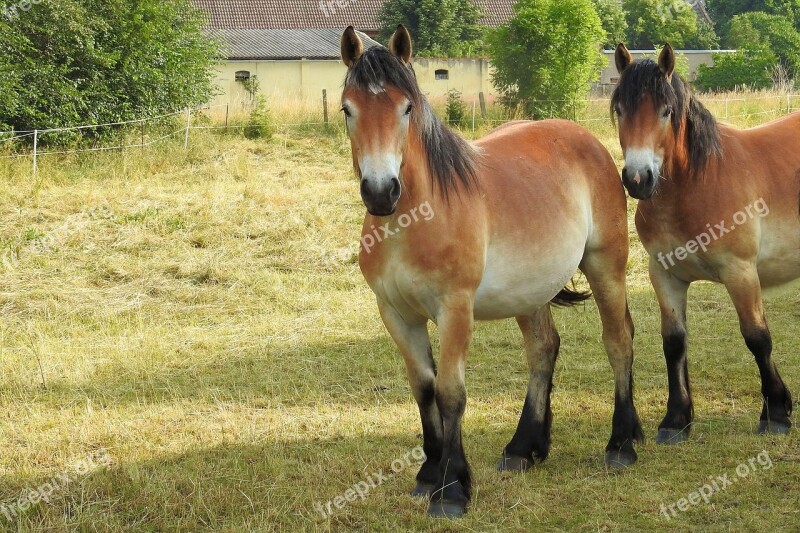 Horses Cold Blooded Animals Pasture Paddock Pferdeportrait