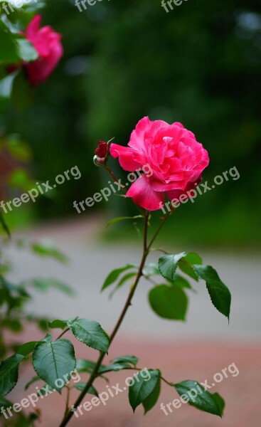 Roses Flowers Rainy Day Red Roses Free Photos