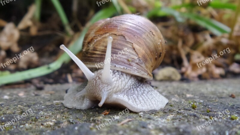 Snail Shell Mollusk Nature Reptile