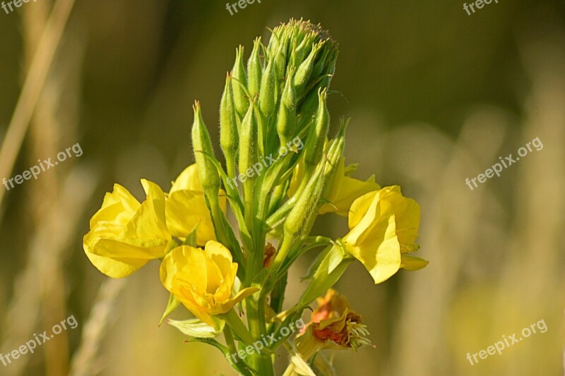 Pink Evening Primrose Bloom Blossom Bloom Nature