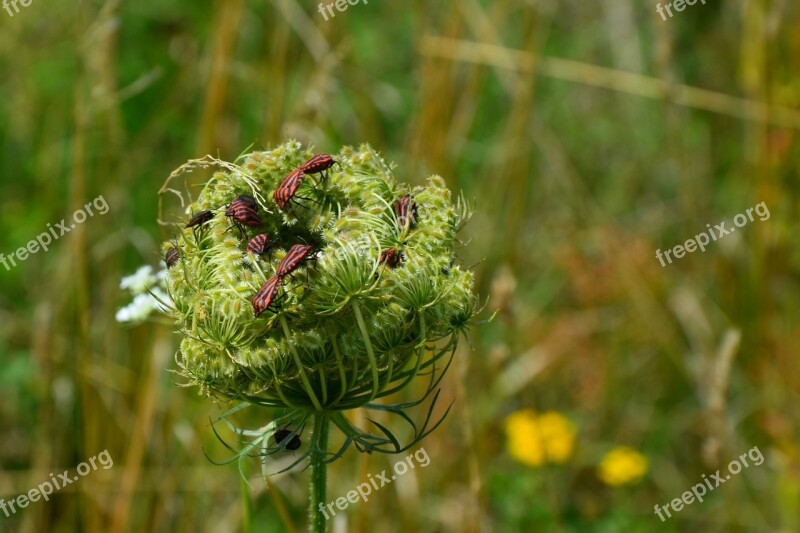 Stripes Bugs Wild Carrot Daucus Carota Ssp Carota Bugs