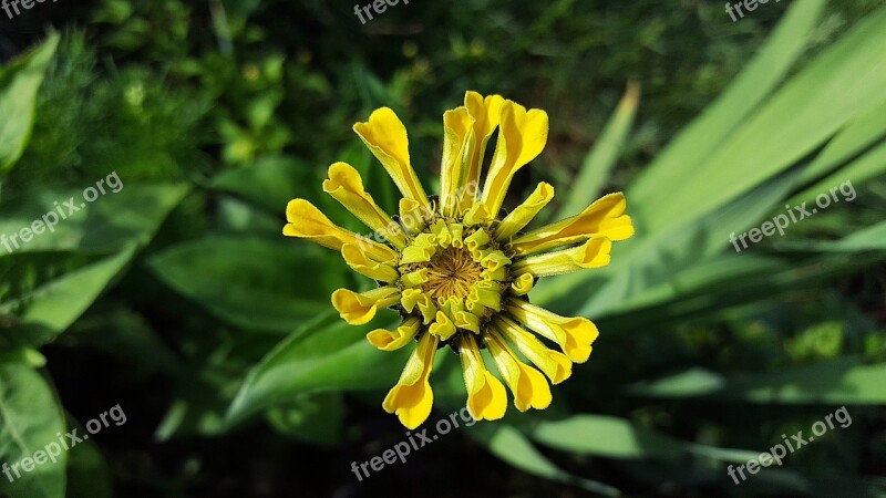 Zinnia Yellow Zinnia Zinnia Elegans Zinnia Bloom Asteraceae