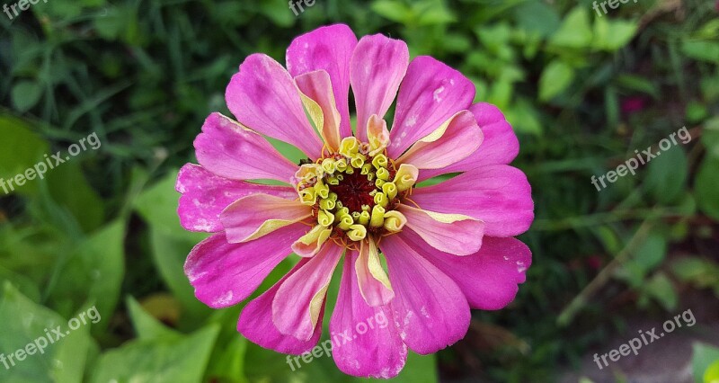 Zinnia Pink Zinnia Zinnia Bloom Zinnia Elegans Pink Flower