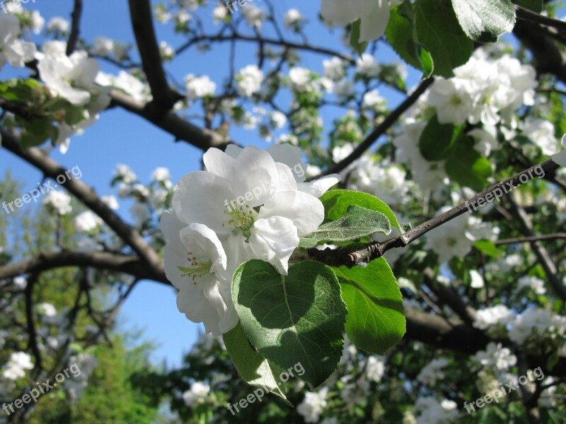 Apple Tree Flowers Blooming Apple Tree Flowering Tree Flowering Trees