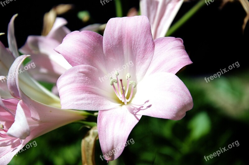 Photo Flower Garden Summer Macro